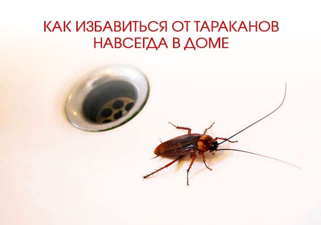 Как избавиться от тараканов в доме в Всеволожске